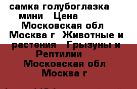 самка голубоглазка     мини › Цена ­ 1 000 - Московская обл., Москва г. Животные и растения » Грызуны и Рептилии   . Московская обл.,Москва г.